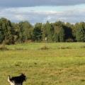 https://uk.holidog.com/ImagesPetSitters/001AC3FF-77C0-4540-86D8-B4562555FB85_square_120.jpg 61221-0