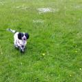 https://uk.holidog.com/ImagesPetSitters/00A3DEB0-4B42-4827-93D9-2369ECD27CFA_square_120.jpg Dog-Walking,-Sitting-Wakefield-area-14947-2