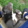 https://uk.holidog.com/ImagesPetSitters/0149ED9D-227D-4286-986D-27404BC4E0A8_square_120.jpg Paradise-Walks-For-Dogs-65943-3