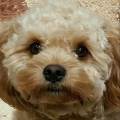 https://uk.holidog.com/ImagesPetSitters/0153A587-6419-43E4-B520-240DB510EA1A_square_120.jpg Pawfect-pet-sitting-with-Tracy-603765-1