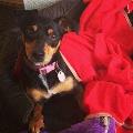 https://uk.holidog.com/ImagesPetSitters/017BD88B-C611-40AC-9C24-8A855CECD9D4_square_120.jpg Holywood-Hostel--71674-1