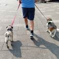 https://uk.holidog.com/ImagesPetSitters/02466671-042B-409D-91FC-DB9E6844FADB_square_120.jpg Happy-Dogs,-Forest-Walks-Daily-610934-1