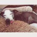 https://uk.holidog.com/ImagesPetSitters/0279028D-FAEA-46E0-86FE-B227C40FE25C_square_120.jpg Home-from-home-for-dogs!--84304-3