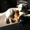 https://uk.holidog.com/ImagesPetSitters/04C42C05-0F34-44EE-B8B2-78A2C4D32169_square_120.jpg Doggy-Heaven-116109-0