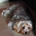 petsitter stranger