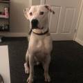 https://uk.holidog.com/ImagesPetSitters/0665F211-6712-422D-887F-D7F2A3D931FF_square_120.jpg Fun-room-244327-0