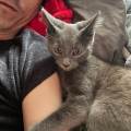 petsitter stranger