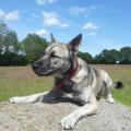 https://uk.holidog.com/ImagesPetSitters/07A3ABBC-24F5-4C68-AE8B-1D170CF51FE3_square_120.jpg Rescue-Dogs-Forever-85093-1