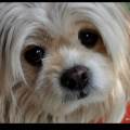 https://uk.holidog.com/ImagesPetSitters/080C5D7D-F55D-4FBE-A992-5C3FB91E5A0E_square_120.jpg Happy-home-for-pets-177759-0