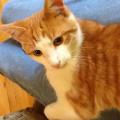 Eager-pet-lover!--82131-1