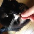 https://uk.holidog.com/ImagesPetSitters/098A64BB-1661-45C8-B9AE-54D25E428C0C_square_120.jpg Experienced-loving-pet-sitter--147062-2