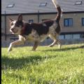 https://uk.holidog.com/ImagesPetSitters/0A79E845-B357-4405-8556-4BEFFFB0B018_square_120.jpg doggy-day-care!!-75921-0