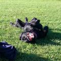 https://uk.holidog.com/ImagesPetSitters/0B44E414-3D25-4B56-971A-D7DBE78C2139_square_120.jpg Friendly,-reliable-Uni-student--94711-2