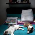 https://uk.holidog.com/ImagesPetSitters/0C5D50DD-5125-44D3-94A5-F396CE814437_square_120.jpg Happy-Dogs,-Forest-Walks-Daily-610934-3