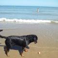 Beach-Holiday-pooches-73405-3