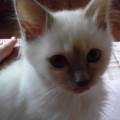 Experienced-pet-sitter-/-walker-159385-2