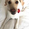https://uk.holidog.com/ImagesPetSitters/0F381A16-7C96-4C4D-A241-73CA2E8E912D_square_120.jpg Friendly-and-caring-pet-entertainer-249-2