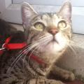 A-second-home-for-your-fur-babies--49735-1