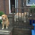 https://uk.holidog.com/ImagesPetSitters/0FACBB23-F1DA-4AE5-AB98-160F19B2EB73_square_120.jpg We-love-animal's-&-walking-Dogs.-240541-1