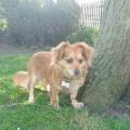 petsitter stranger