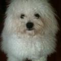 Dog-lover-73882-1