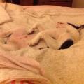 https://uk.holidog.com/ImagesPetSitters/1071F5D7-E084-4A6C-BFE4-21594BAD7441_square_120.jpg pet-sitting-service-65057-2