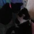https://uk.holidog.com/ImagesPetSitters/110C1EED-21E4-4DDF-8CA5-766BC6DE60FD_square_120.jpg Active-Dog-Walker-104410-3