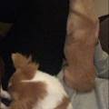https://uk.holidog.com/ImagesPetSitters/11434A49-5F86-4AA9-AA0E-690741B50520_square_120.jpg Pet-sitting-240483-1