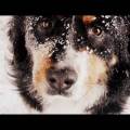 https://uk.holidog.com/ImagesPetSitters/11462CAA-89A0-43FC-BEDC-D981FCA2EA41_square_120.jpg Dog-isn't-an-animal,dog-is-a-friend-241793-2