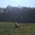 https://uk.holidog.com/ImagesPetSitters/11798E8B-BF14-489C-A0F6-7E31EFCD3A06_square_120.jpg Lots-of-Love!-154409-1
