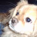 Fun-Friend-For-Your-Pet-235944-1