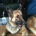 https://uk.holidog.com/ImagesPetSitters/13AE2359-EE2F-431A-817B-FC1AA1C4206C_square_120.jpg luxury-boarding--293669-2