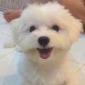 https://uk.holidog.com/ImagesPetSitters/1417F04C-CB3A-45E9-8BED-68372C617A22_square_120.jpg Dog-walker-245346-0