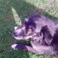 https://uk.holidog.com/ImagesPetSitters/14644D28-DAB4-457A-836E-572756341FA1_square_120.jpg Pawfect-hotel-&-wonderful-walkies-218717-3