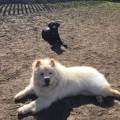 https://uk.holidog.com/ImagesPetSitters/1542E9B5-9A90-443F-BC55-6D1273AD7F1B_square_120.jpg Super-Animal-Lover---217790-3