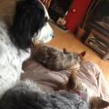 https://uk.holidog.com/ImagesPetSitters/16A31F6A-A192-48E1-8AA5-31D4E283B65F_square_120.jpg 58450-2