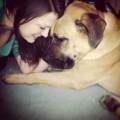 https://uk.holidog.com/ImagesPetSitters/1805FA0E-18F7-4069-91B9-D07FDDB09BBD_square_120.jpg Love-me,-love-my-dog!-56468-3