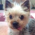 https://uk.holidog.com/ImagesPetSitters/18C34928-A80F-46A9-B40A-B03F8BE8EAD6_square_120.jpg Pampered-Pets-in-Lillington-77883-3