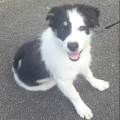 https://uk.holidog.com/ImagesPetSitters/18EC6F90-9850-4CF9-B3F0-746413652D6A_square_120.jpg Doggy-Delights-207762-2