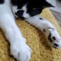 https://uk.holidog.com/ImagesPetSitters/1A4625AD-8F73-4566-B8EA-2848B97E6301_square_120.jpg Total-Animal-Lover-623983-1