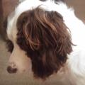 https://uk.holidog.com/ImagesPetSitters/1A572731-24AA-4CA2-8A0D-B0852F3B504A_square_120.jpg Precious-Pooches-70891-0