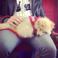 Dogs-Second-Home!-82935-1