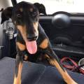 https://uk.holidog.com/ImagesPetSitters/1B331419-885D-410E-814C-055B940EF2C5_square_120.jpg Dog-lover-238416-1