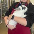 Loving,-Reliable-|Vet-Assistant-Exp-590617-1