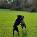 https://uk.holidog.com/ImagesPetSitters/1C467596-E692-4944-8320-BDFB7B5A9D3F_square_120.jpg Loving-pet-sitting-in-your-home-607319-1