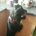 https://uk.holidog.com/ImagesPetSitters/1D8AD18C-3034-4704-B460-3AB26A7C361A_square_120.jpg dogs--184061-2