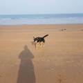 https://uk.holidog.com/ImagesPetSitters/1F430286-7434-4C14-AB75-0264DB803B37_square_120.jpg Fun-dog-walker-in-East-Lothian-186123-1