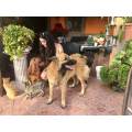 https://uk.holidog.com/ImagesPetSitters/1FBF8B39-F3AF-4881-959A-1EF66A9D8958_square_120.jpg doggy-lover-with-experience-288352-1
