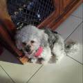 https://uk.holidog.com/ImagesPetSitters/20A37FB1-5DB5-4F21-962B-7CCA2D1E83AF_square_120.jpg Boutique-Care-for-small-and-needy-655959-2