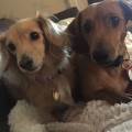https://uk.holidog.com/ImagesPetSitters/20DF47AE-0CDF-4481-9B5C-AE0BE8108FAC_square_120.jpg Lots-of-Love!-154409-3